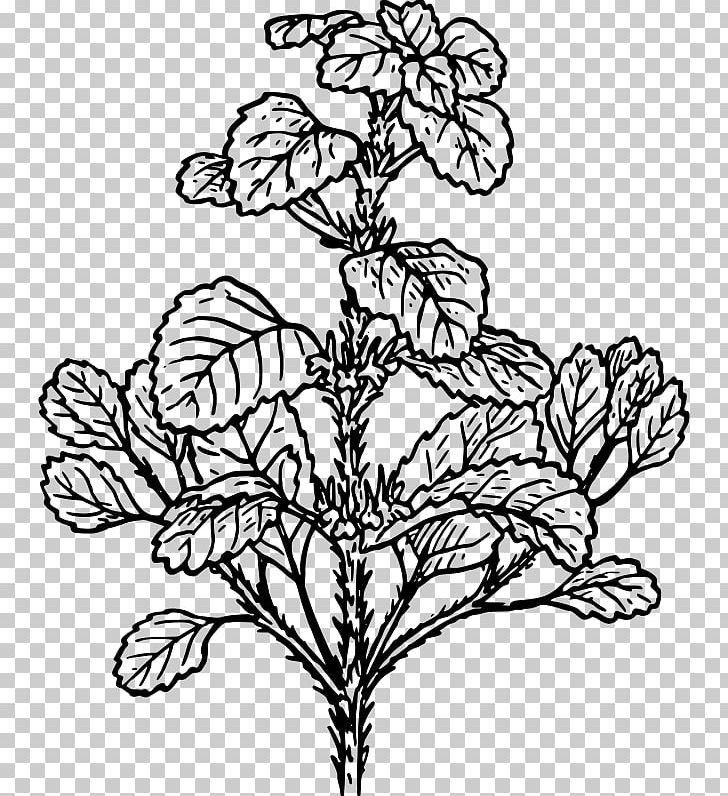 White Horehound Plant Herb PNG, Clipart, Alfalfa, Art, Black And White, Botany, Branch Free PNG Download