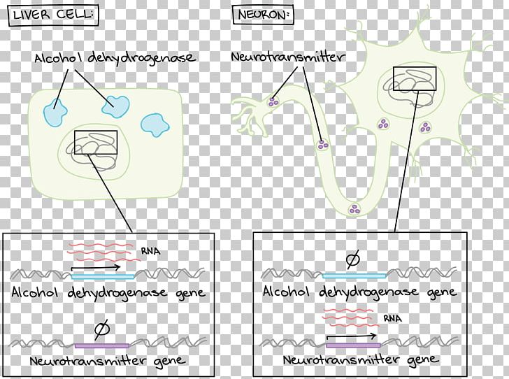 Cell Cycle Worksheet Mitosis Paper PNG, Clipart, Algebraic Expression, Angle, Area, Biology, Cartoon Free PNG Download