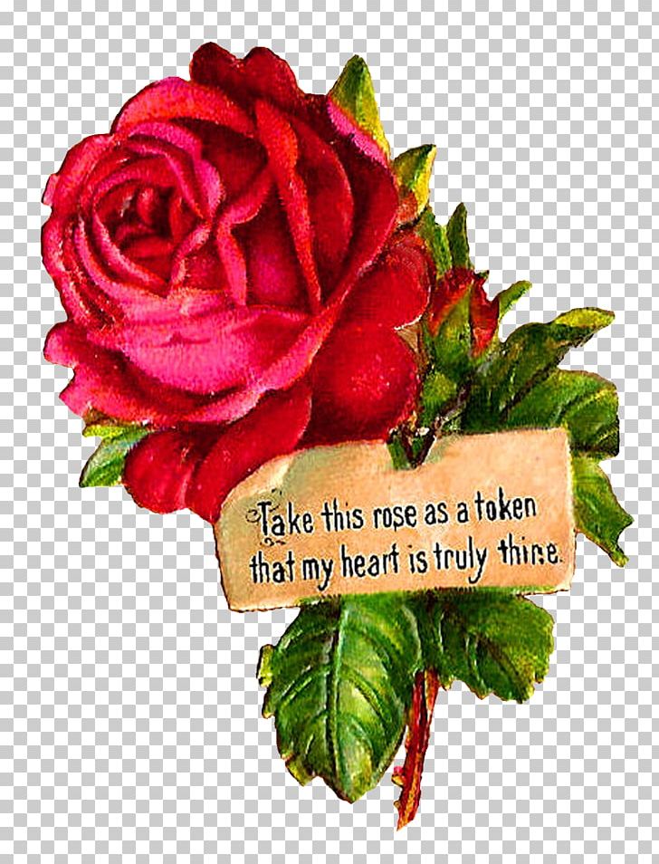 Garden Roses Cabbage Rose PNG, Clipart, Annual Plant, Cartoon, Cut Flowers, Floral Design, Floribunda Free PNG Download