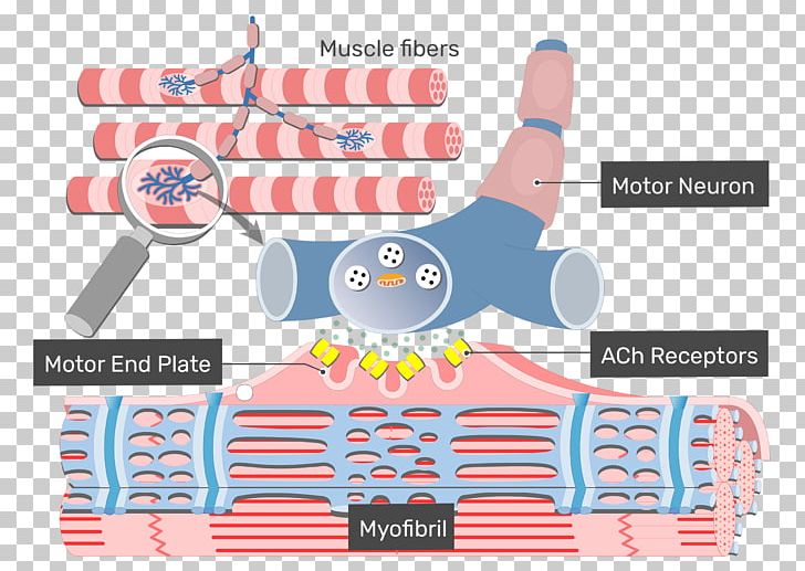 Muscle Contraction Cardiac Excitation-contraction Coupling Skeletal Muscle Excitation–contraction Coupling PNG, Clipart, Acetylcholine, Ach, Area, Brand, Contraction Free PNG Download