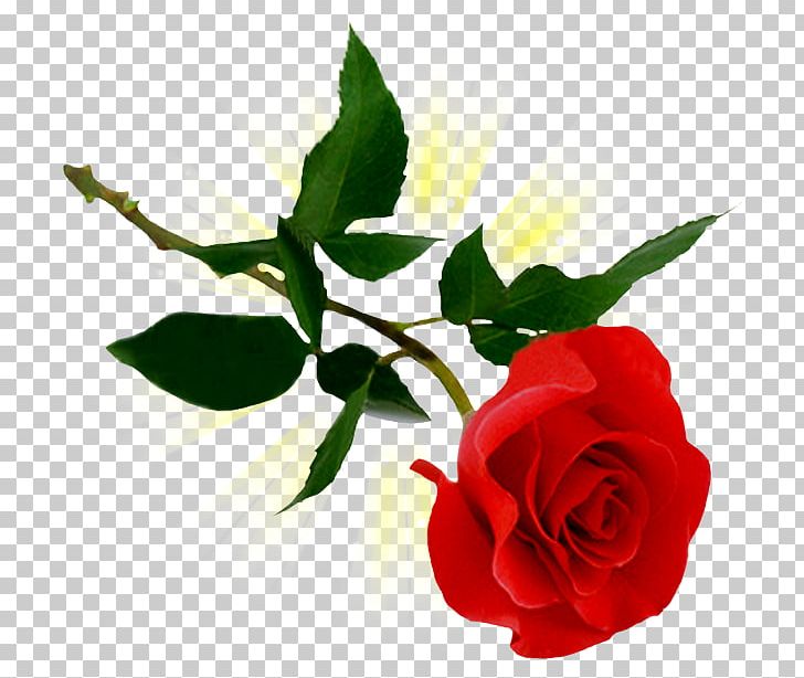 Rose PNG, Clipart, China Rose, Computer Icons, Cut Flowers, Desktop Wallpaper, Download Free PNG Download