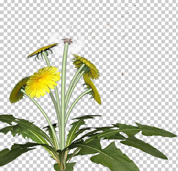 Dandelion Flower Pollinator Insect Plant PNG, Clipart, Branch, Dandelion, Flower, Flowering Plant, Flowers Free PNG Download