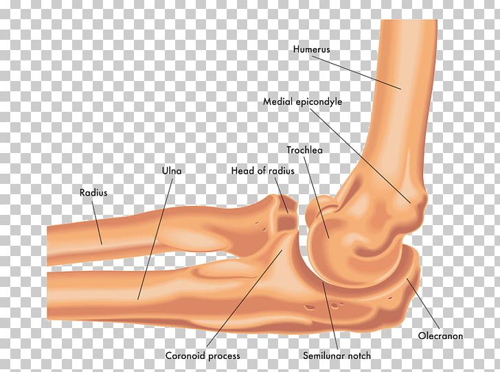 Elbow Ulna Joint Radius Bone PNG, Clipart, Abdomen, Anatomy, Angle, Arm, Atlas Free PNG Download