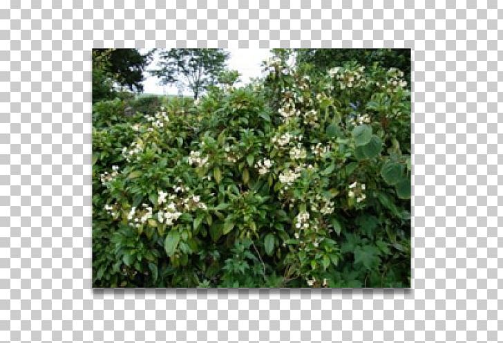 Shrub Hydrangea Climbing Jasminum Humile Plant PNG, Clipart, Climbing, Evergreen, Grass, Herb, Herbaceous Plant Free PNG Download