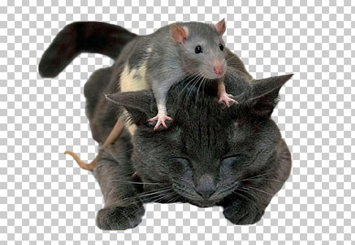 Cat Brown Rat Mouse Kitten Felidae PNG, Clipart, Animal, Animals, Black Rat, Brown Rat, Cat Free PNG Download