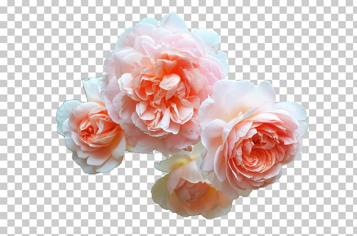 Garden Roses Cottage Garden Cabbage Rose Flower PNG, Clipart, Artificial Flower, Blossom, Buckfast Bee, Cottage Garden, Cut Flowers Free PNG Download