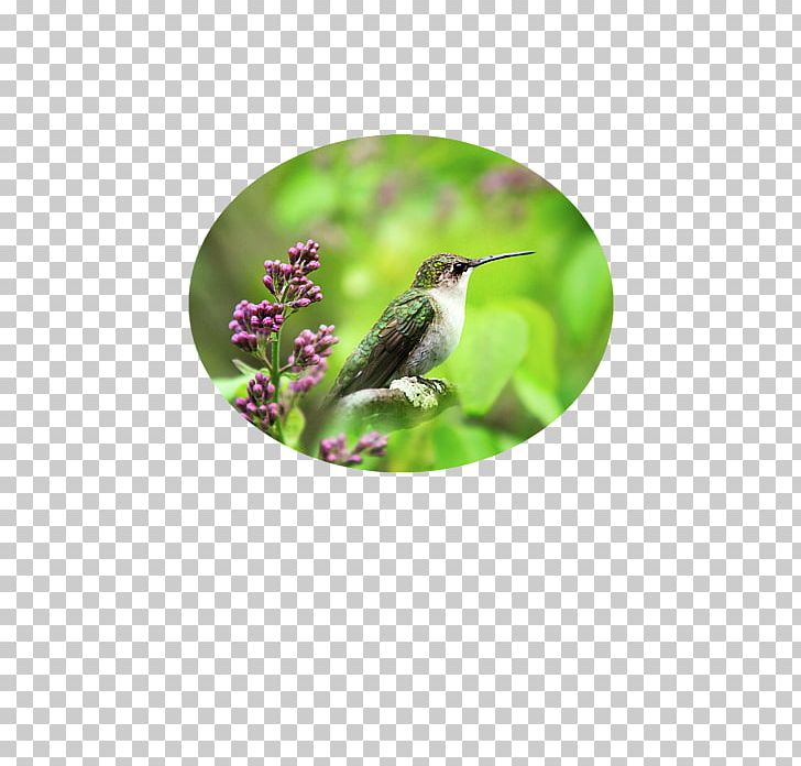 Hummingbird Samsung Galaxy S5 Laptop Beak PNG, Clipart, Art, Beak, Bird, Common Lilac, Fauna Free PNG Download