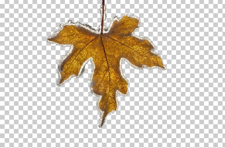 Maple Leaf Ice PNG, Clipart, Autumn Leaf, Cartoon, Download, Drawing, Euclidean Vector Free PNG Download