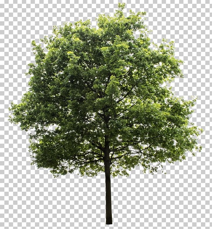 Quercus Suber Tree PNG, Clipart, Branch, Clip Art, Computer Icons, Computer Software, Desktop Wallpaper Free PNG Download