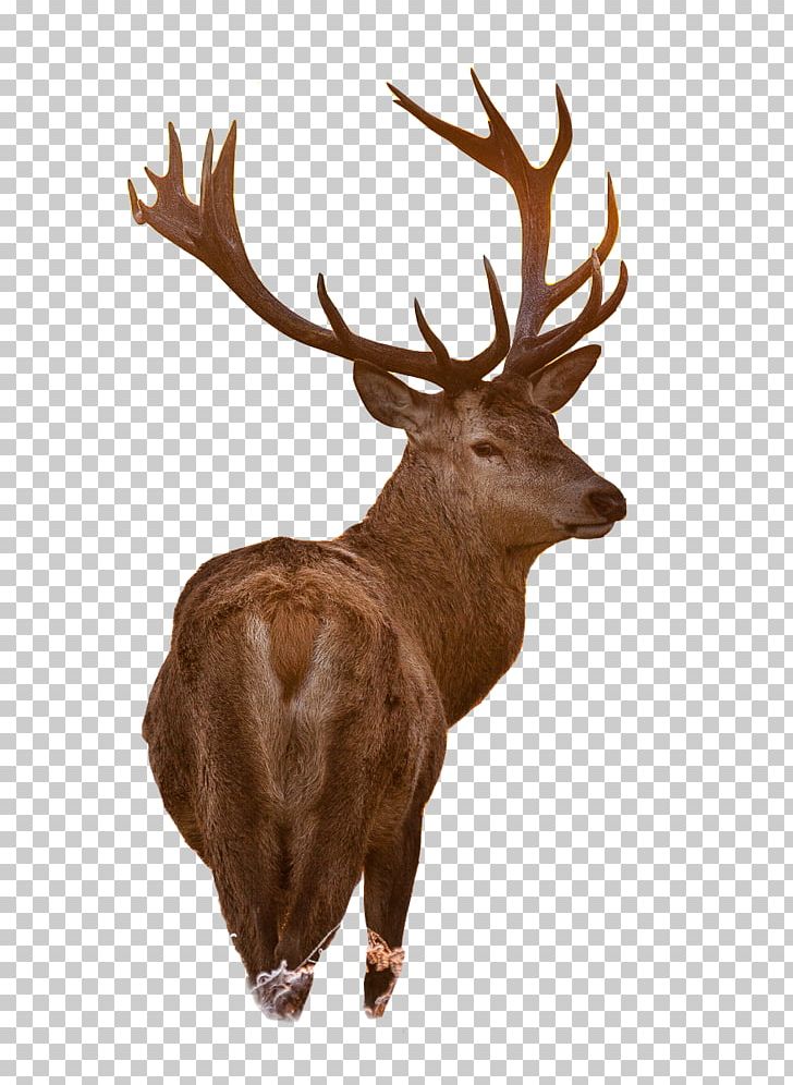 White-tailed Deer Moose Red Deer Reindeer PNG, Clipart, Animal, Animals, Antler, Christmas Deer, Decoration Free PNG Download
