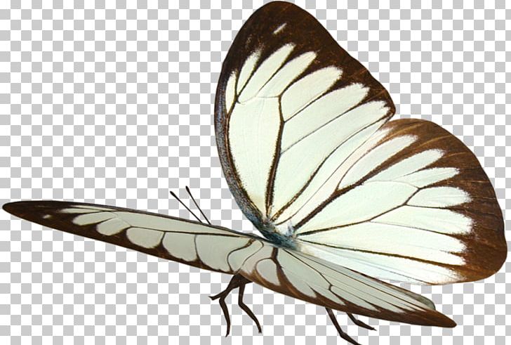 Butterfly Papillon Dog Insect Moth Fairy PNG, Clipart, Arthropod, Brush Footed Butterfly, Butterflies And Moths, Butterfly, Dog Free PNG Download