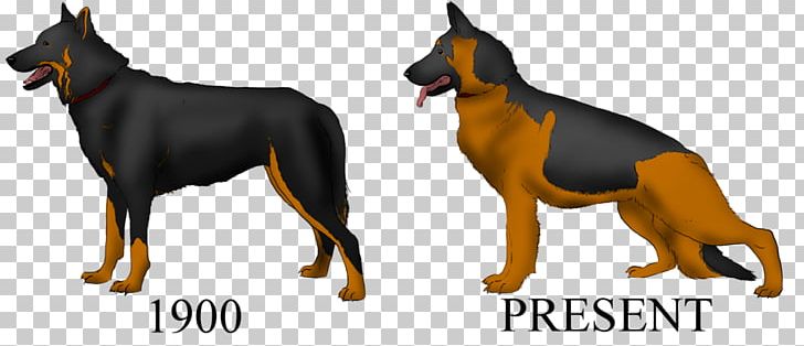 Dobermann German Shepherd Dog Breed Guard Dog PNG, Clipart, Breed, Breed Group Dog, Carnivoran, Dobermann, Dog Free PNG Download