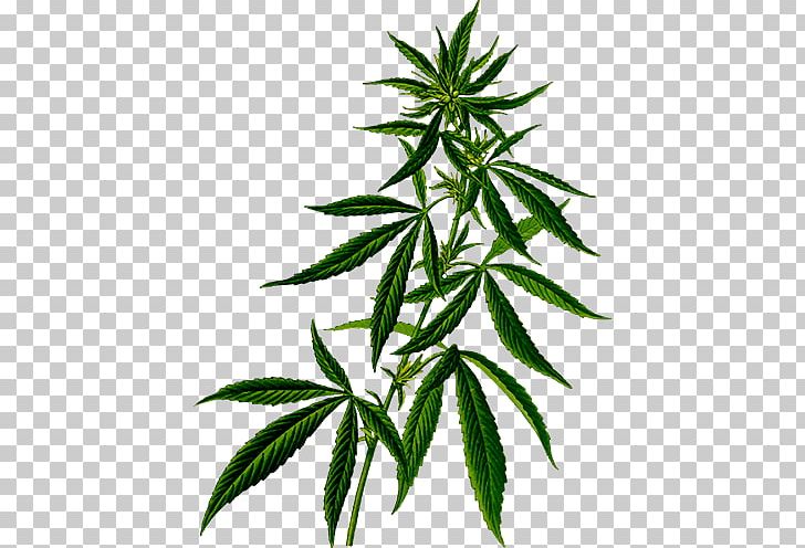 Medical Cannabis Hemp Plant Cannabis Sativa PNG, Clipart, Cannabaceae, Cannabidiol, Cannabis, Cannabis Sativa, Cannabis Shop Free PNG Download