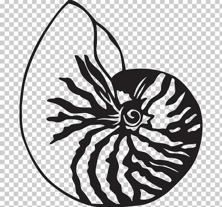 Nautilidae Chambered Nautilus Drawing Seashell PNG, Clipart, Animals, Black And White, Chambered Nautilus, Circle, Decal Free PNG Download