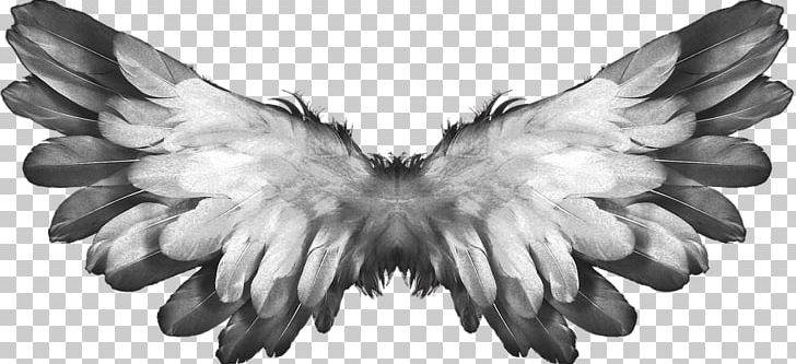 Angel Buffalo Wing Heaven PNG, Clipart, Archangel, Beak, Bird, Bird Of Prey, Black And White Free PNG Download