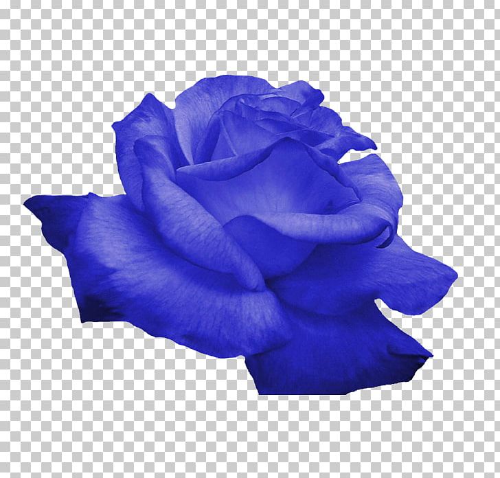 Flower Rose PNG, Clipart, Blue, Blue Rose, Cobalt Blue, Color, Computer Icons Free PNG Download