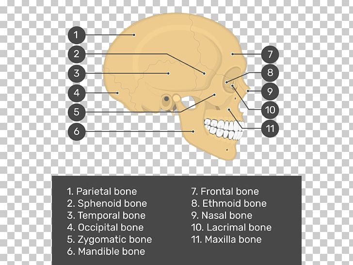 Skull Bone Anatomy Teres Major Muscle PNG, Clipart, Anatomy, Angle, Bone, Deltoid Muscle, Diagram Free PNG Download