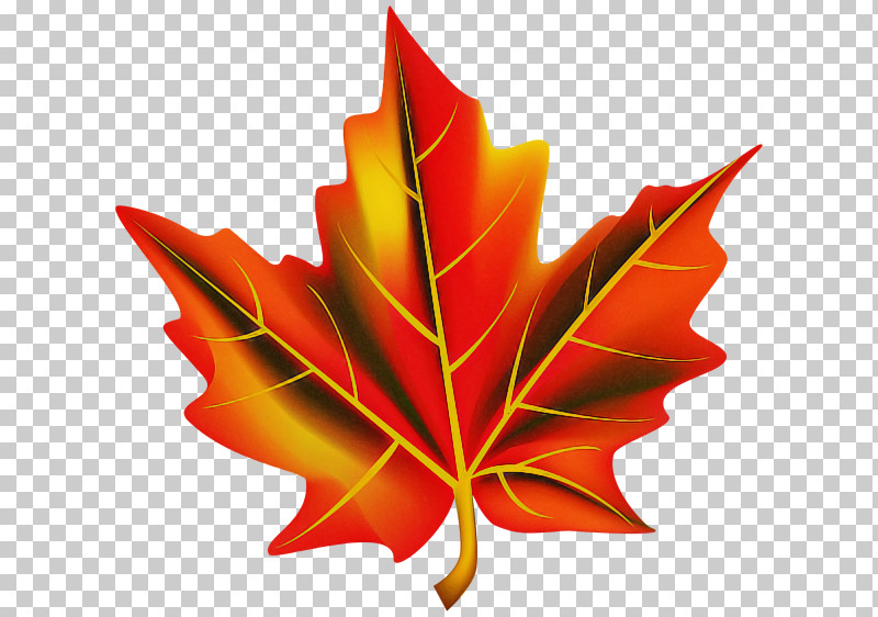Maple Leaf PNG, Clipart, Black Maple, Deciduous, Flower, Leaf, Maple Free PNG Download
