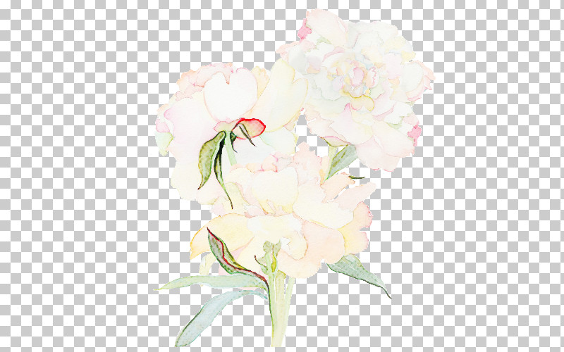 Flower White Cut Flowers Pink Plant PNG, Clipart, Cut Flowers, Flower, Petal, Pink, Plant Free PNG Download