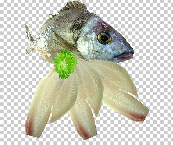 Sashimi Fish Seafood Fillet Squid As Food PNG, Clipart, Animals, Animal Source Foods, Fauna, Fillet, Fish Free PNG Download