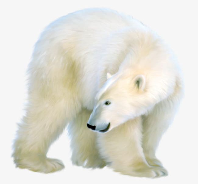 White Polar Bear PNG, Clipart, Animal, Bear, Bear Clipart, Cold, Polar Free PNG Download