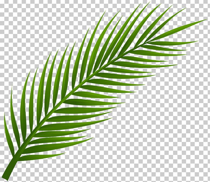 Arecaceae Leaf Palm Branch PNG, Clipart, Arecaceae, Arecales, Clip Art, Clover, Date Palm Free PNG Download