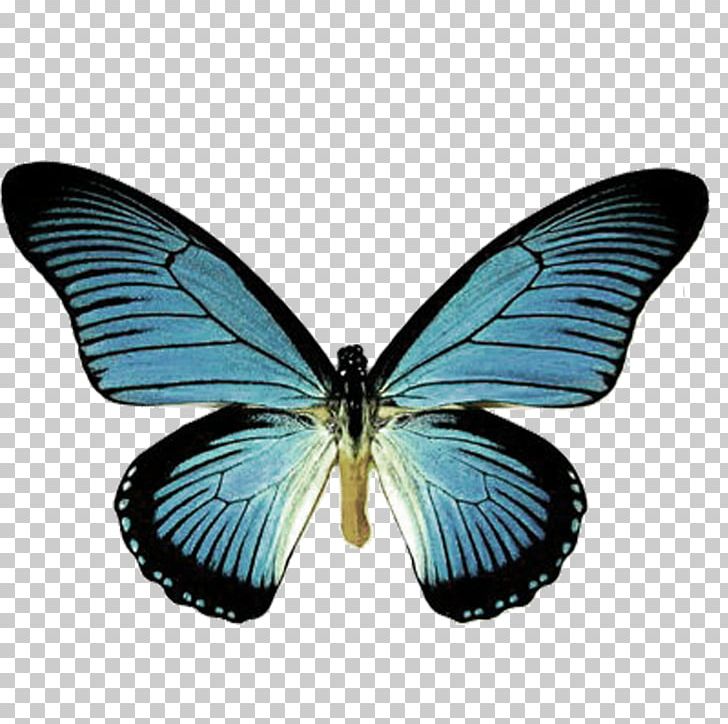 Butterfly Papilio Machaon Insect Papilio Ulysses Papilio Zalmoxis PNG, Clipart, Blue, Brush Footed Butterfly, Insects, Lycaenid, Monarch Butterfly Free PNG Download