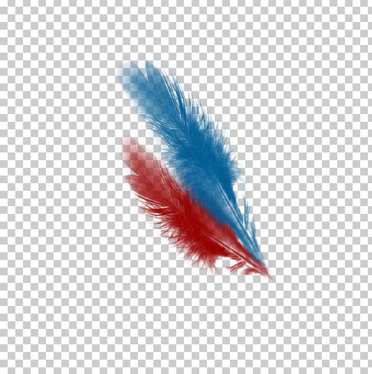 Feather Close-up PNG, Clipart, Animals, Beak, Blue, Closeup, Colour Free PNG Download