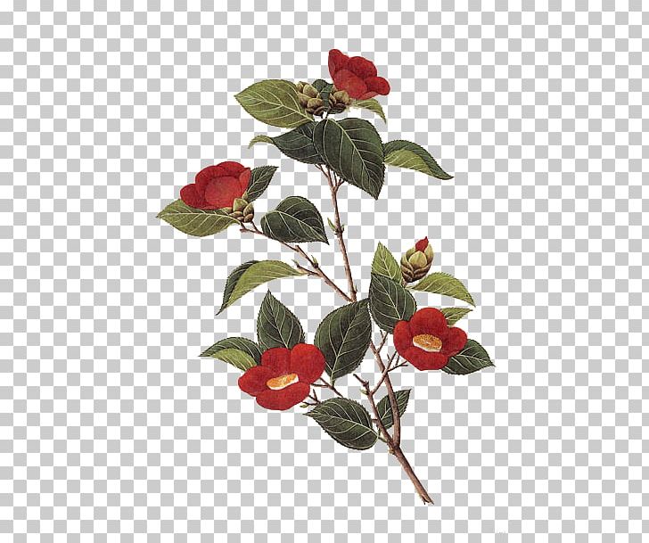 Japanese Camellia Giclxe9e PNG, Clipart, Artificial Flower, Branch, Camellia, Chinese, Chinese Border Free PNG Download
