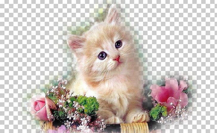 Kitten Persian Cat Dog Puppy Flower PNG, Clipart, Animal, Animals, Baby Cat, Carnivoran, Cat Free PNG Download