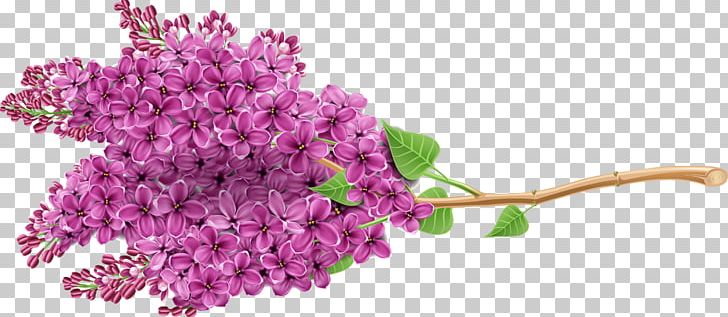 Lilac Purple Flower Newt PNG, Clipart, Beautiful Vector, Blog, Branch, Color, Computer Icons Free PNG Download