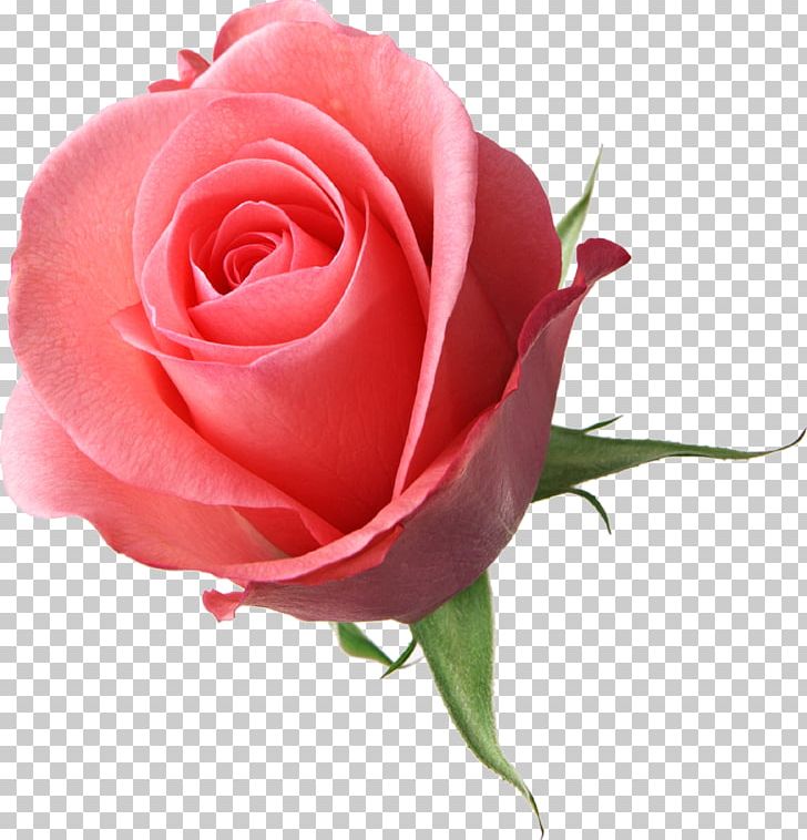 Rose Flower Pink PNG, Clipart, Blue Rose, China Rose, Closeup, Color, Cut Flowers Free PNG Download