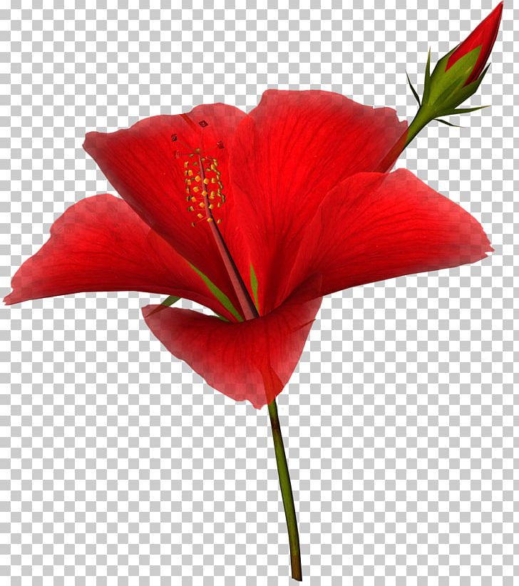 Plant Stem Flower Cartoon PNG, Clipart, Adobe Flash, Animation, Cartoon, Cicek, Cicekler Free PNG Download
