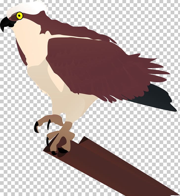 Bird Osprey Drawing PNG, Clipart, Beak, Bird, Bird Of Prey, Download, Drawing Free PNG Download