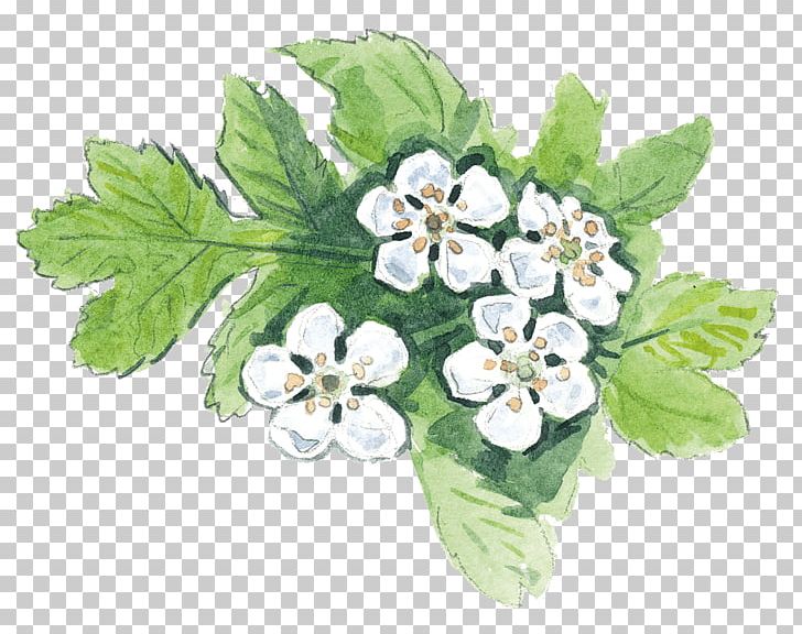 Common Hawthorn Hedge Garden Flower Blackthorn PNG, Clipart, Arborvitae, Blackthorn, Body Jewellery, Body Jewelry, Common Hawthorn Free PNG Download