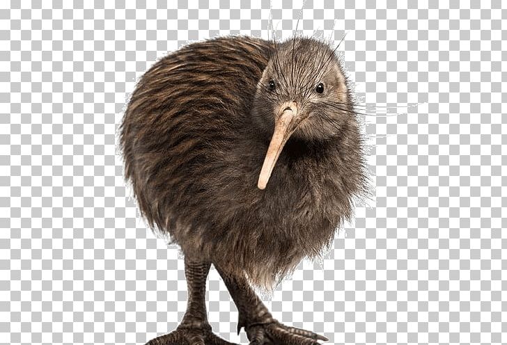 Flightless Bird North Island Brown Kiwi Common Ostrich Stock Photography PNG, Clipart, Animals, Beak, Bird, Cassowary, Common Ostrich Free PNG Download
