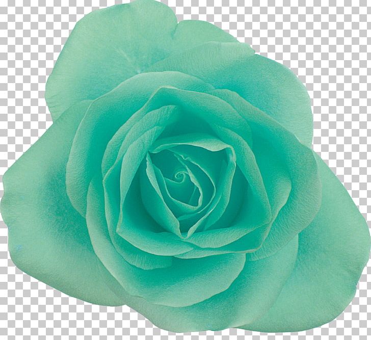 Garden Roses Centifolia Roses Photography Blue Flower PNG, Clipart, Aqua, Beach Rose, Blue, Blue Flower, Blue Rose Free PNG Download