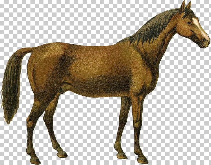Mustang Pony Arabian Horse Australian Stock Horse Foal PNG, Clipart, Animal Figure, Arabian Horse, Australian Stock Horse, Brumby, Colt Free PNG Download