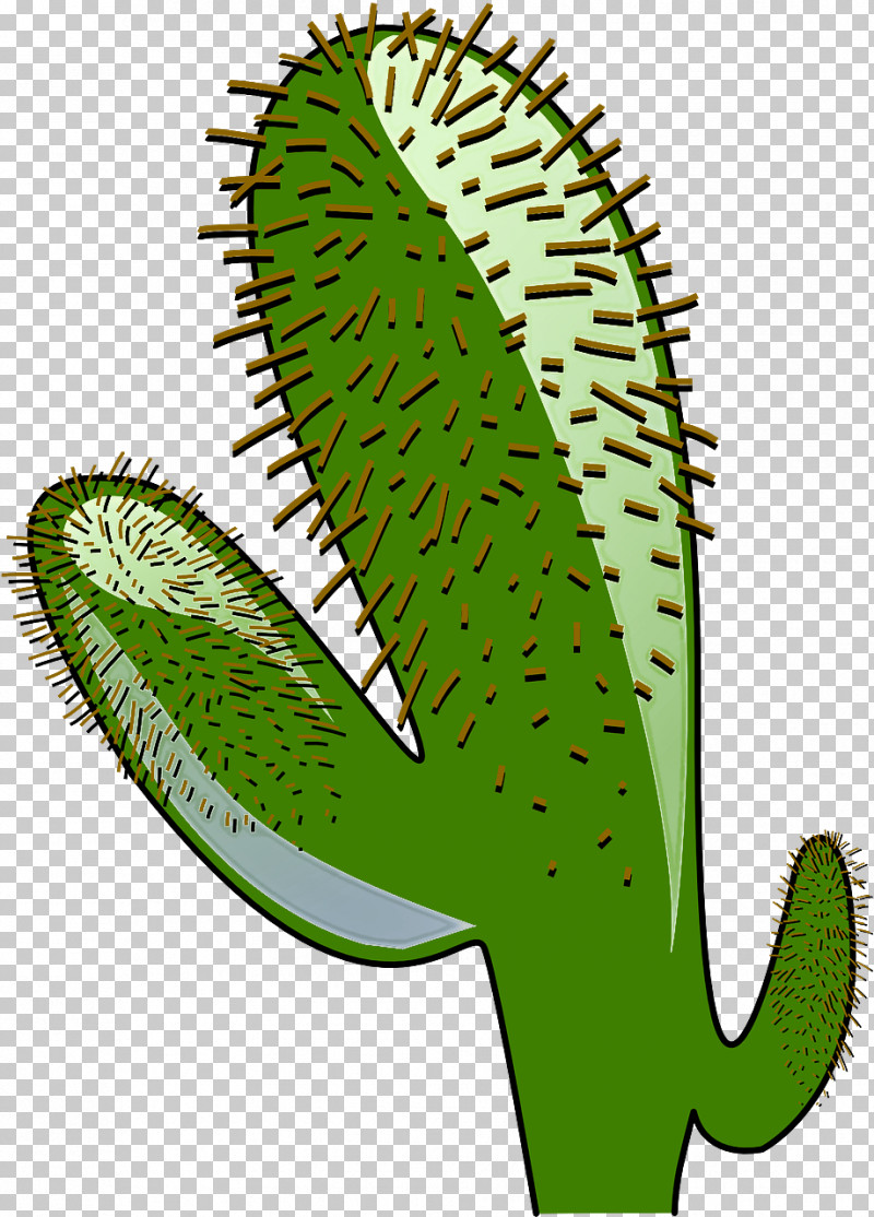 Cactus PNG, Clipart, Cactus, Carnivorous Plant, Flower, Green, Leaf Free PNG Download