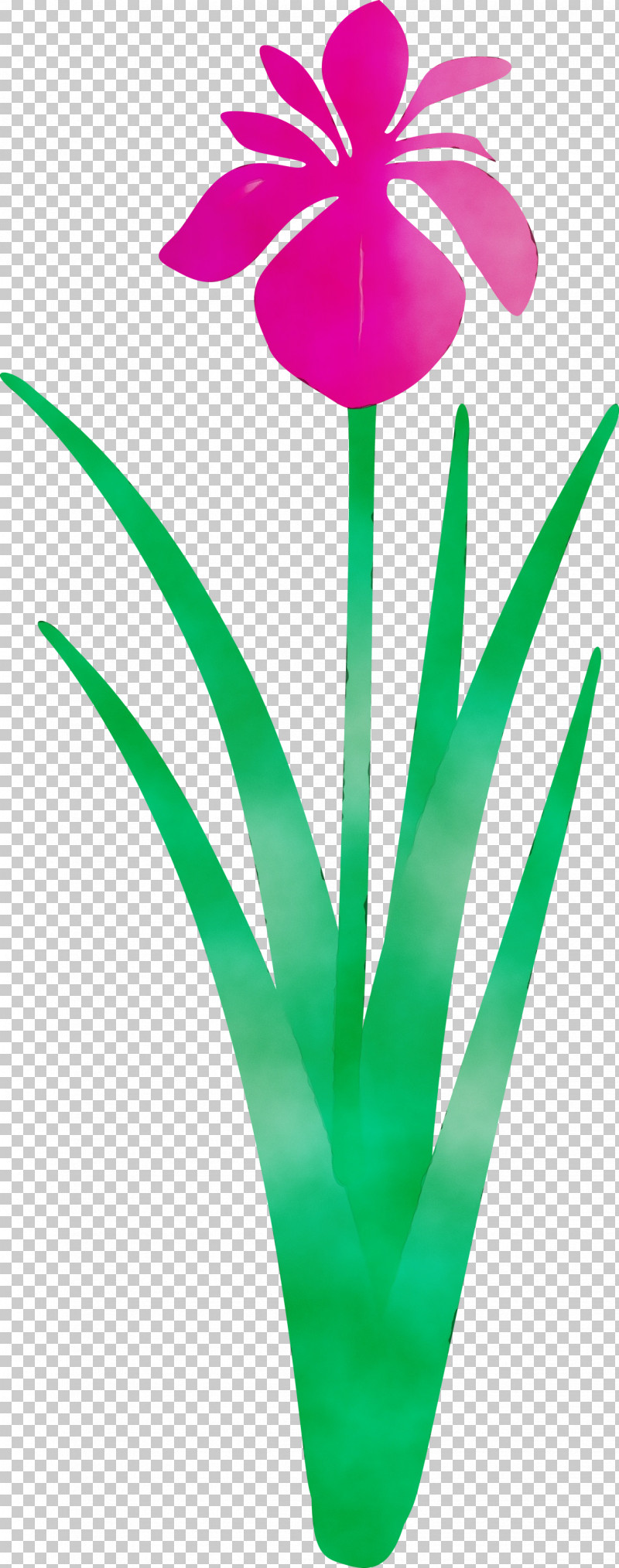 Green Leaf Plant Grass Flower PNG, Clipart, Flower, Grass, Green, Iris Flower, Leaf Free PNG Download