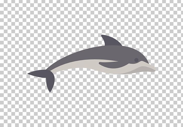 Common Bottlenose Dolphin Short-beaked Common Dolphin Tucuxi White-beaked Dolphin Porpoise PNG, Clipart, Animal, Animals, Cartoon, Cute Dolphin, Dolphine Free PNG Download
