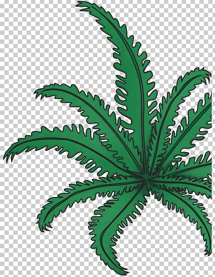 Leaf Plant Stem Flowerpot Hemp Family PNG, Clipart, Cannabis, Family, Fern, Flowerpot, Hemp Free PNG Download