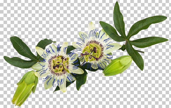 Purple Passionflower Passiflora Caerulea Passion Fruit Vine PNG, Clipart, Blossom, Cut Flowers, Flower, Flowering Plant, Herbalism Free PNG Download