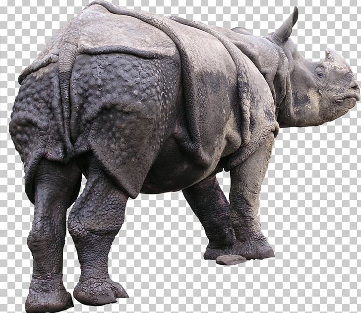 Rhinoceros Animal Texture Mapping 3D Computer Graphics PNG, Clipart, 3d Computer Graphics, Animal, Animal Figure, Animals, Artist Free PNG Download