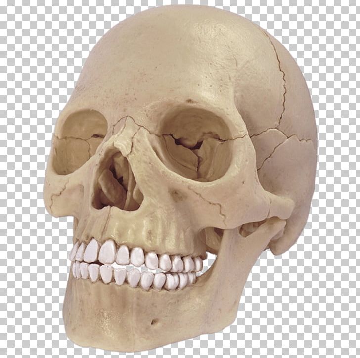Skull Anatomy Human Body Human Skeleton Human Head PNG, Clipart, 4 D, Anatomy, Bone, Fantasy, Head Free PNG Download
