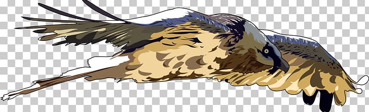 Bird Of Prey Bearded Vulture PNG, Clipart, Accipitriformes, Animal Figure, Animals, Beak, Bearded Vulture Free PNG Download