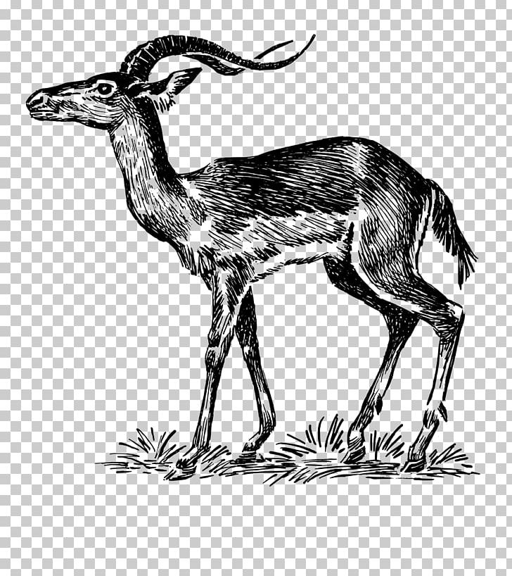 Chevrolet Impala Antelope Drawing Animal PNG, Clipart, Animal, Animals, Antelope, Black And White, Camel Like Mammal Free PNG Download