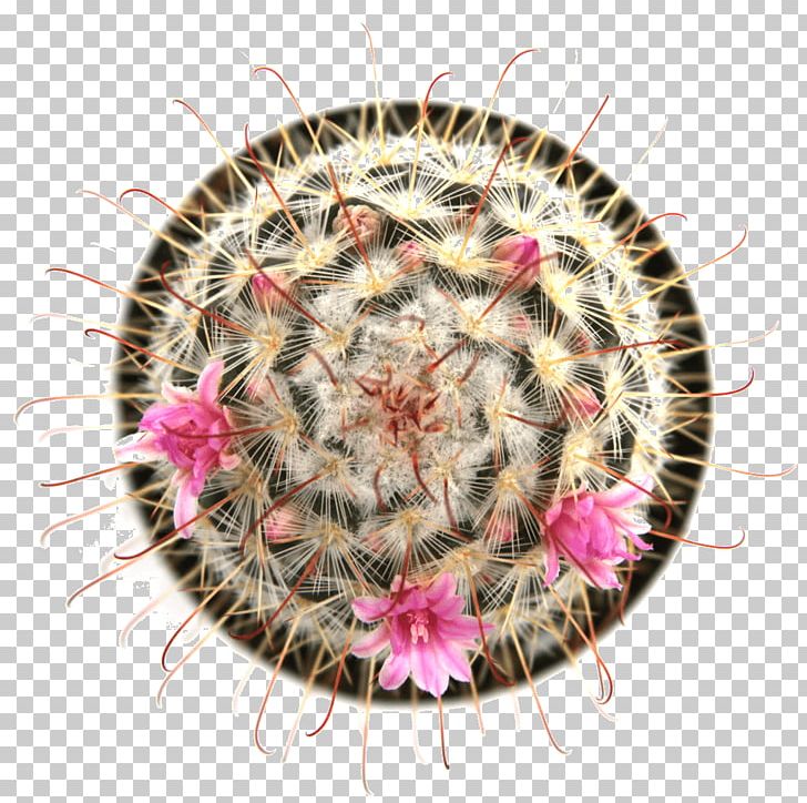 Mammillaria Bombycina Succulent Plant Thorns PNG, Clipart, Cactaceae, Cactus, Caryophyllales, Etiolation, Fasciation Free PNG Download
