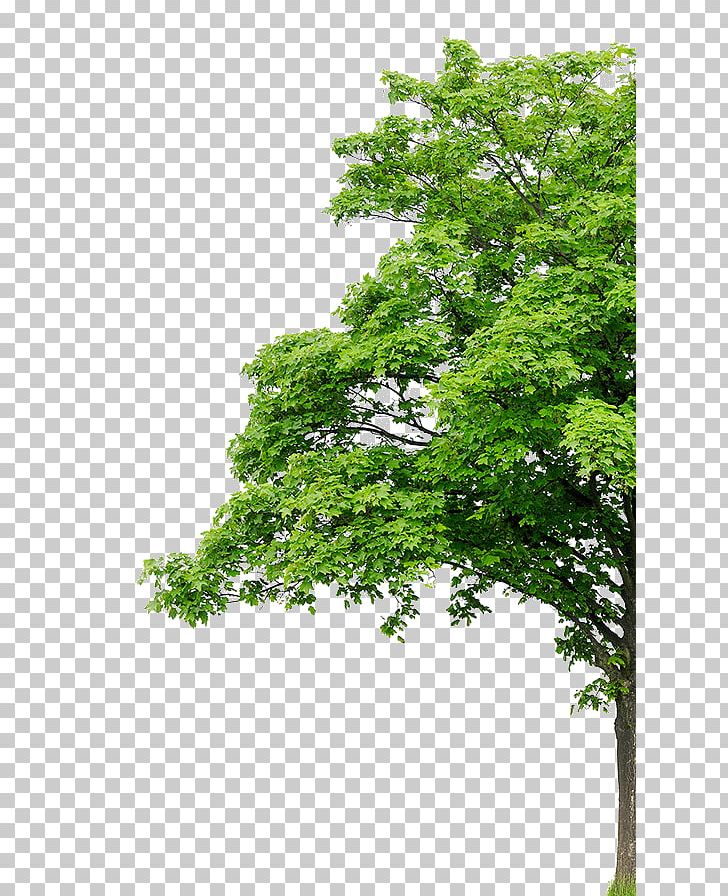 Sycamore Maple Tree Wood Flooring PNG, Clipart, Branch, Evergreen, Floor, Flooring, Forestry Free PNG Download
