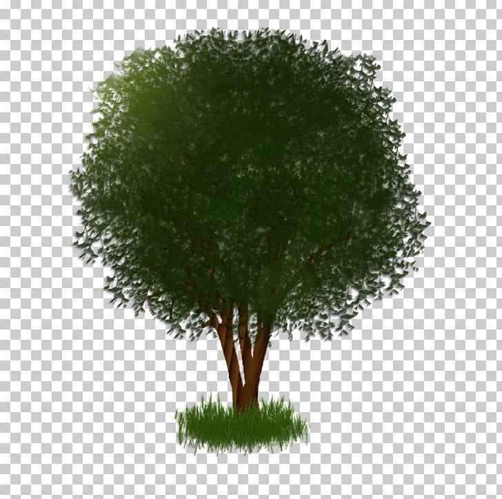Tree Shrub Plant Branching PNG, Clipart, Branch, Branching, Grass, Nature, Plant Free PNG Download